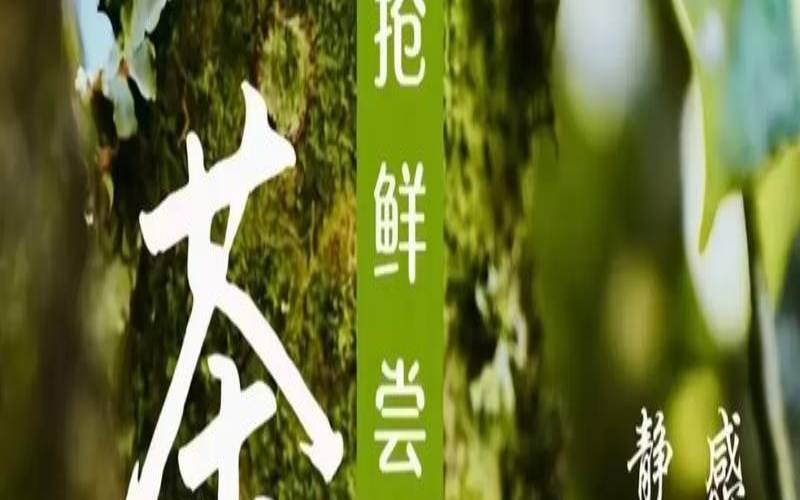 临沧茶区十大名典茶品种,临沧茶区有哪些茶