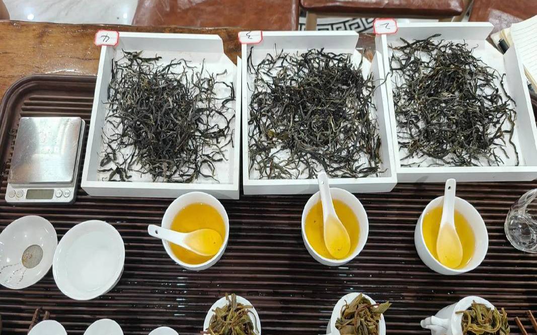 云南大叶茶是什么茶种，云南大叶种茶怎么泡