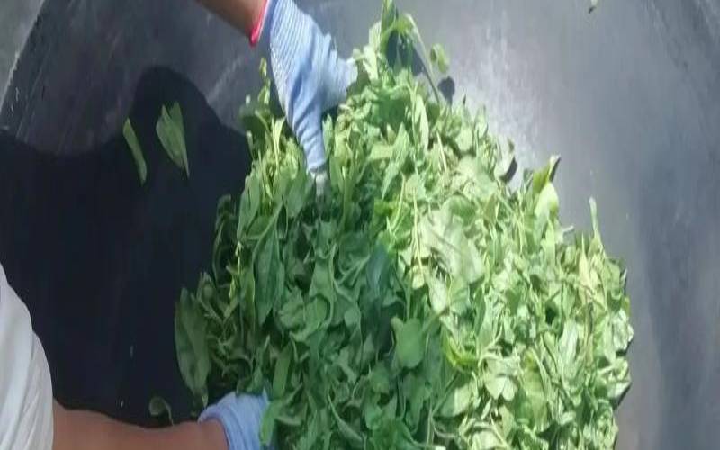 机炒茶和手工茶区别在哪,手工炒茶图片