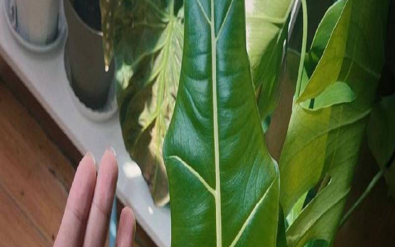 橘子皮浇花泡多长时间,橘子皮水浇花多久浇一次 橘子皮浇花泡多长时间,橘子皮水浇花多久浇一次