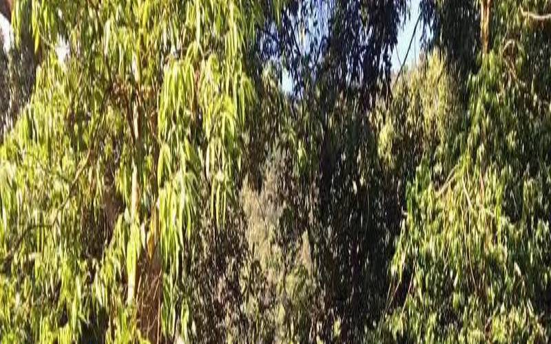 古树茶是多少年的树,普洱古树是多少年以上的树