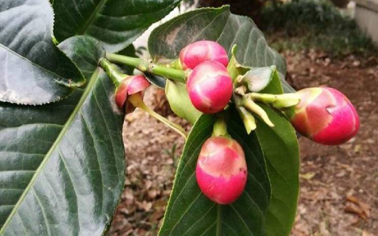 越南茶叶什么牌子好,越南种植什么农作物