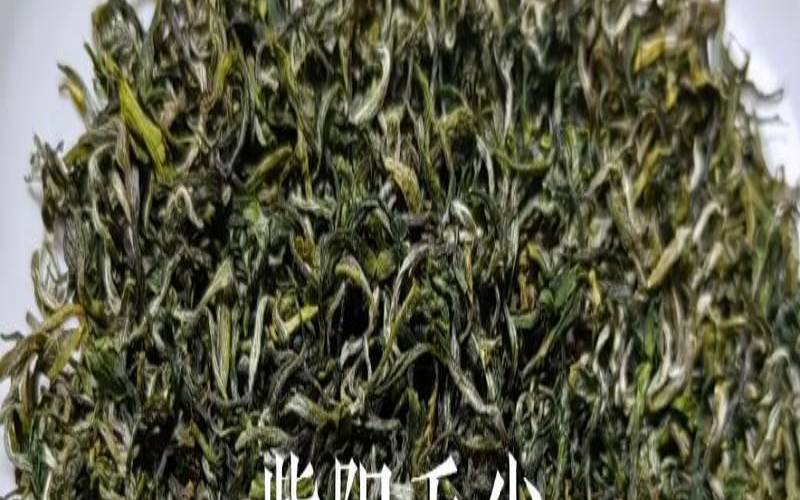 紫阳茶叶价格表袋装,紫阳毛尖产地哪里