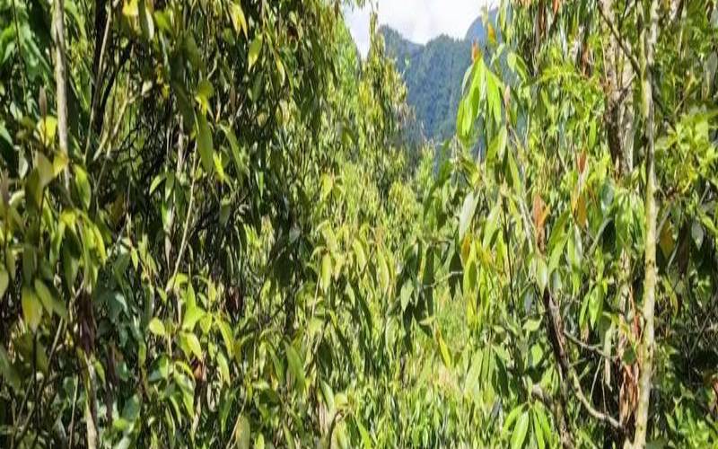 英贵茶功效与作用百度,老鹰茶是什么茶有什么功效