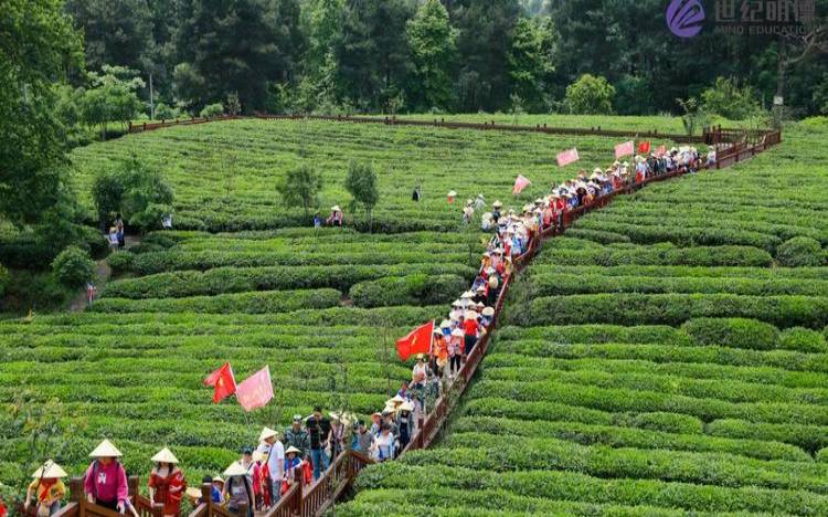 茶园生态旅游,茶园需要怎么管理