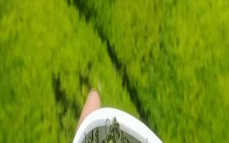 高山茶是绿茶吗,高山茶属于什么 高山茶是绿茶吗,高山茶属于什么