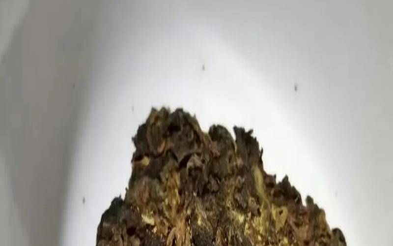 普洱茶叶里的金花是什么,普洱茶怎么泡