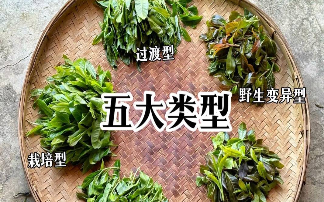 普洱茶树种生长特点,4.普洱茶属于什么类型的茶