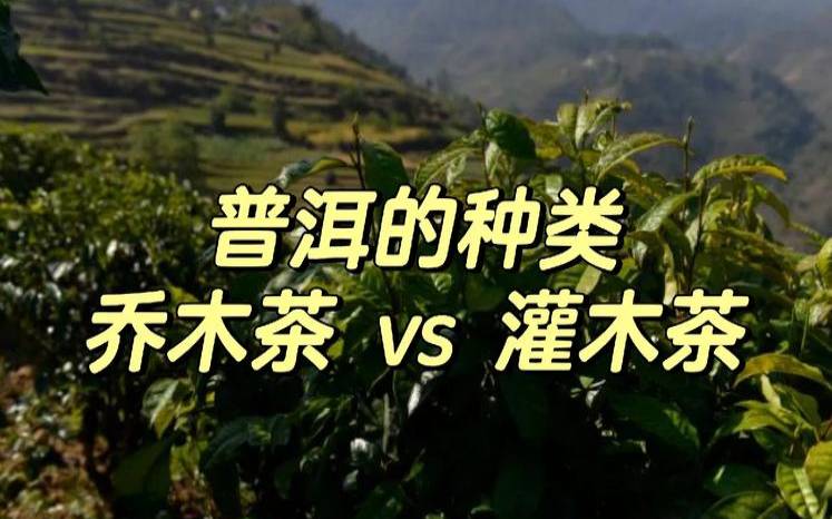 普洱茶是乔木还是灌木,普洱茶都是乔木吗