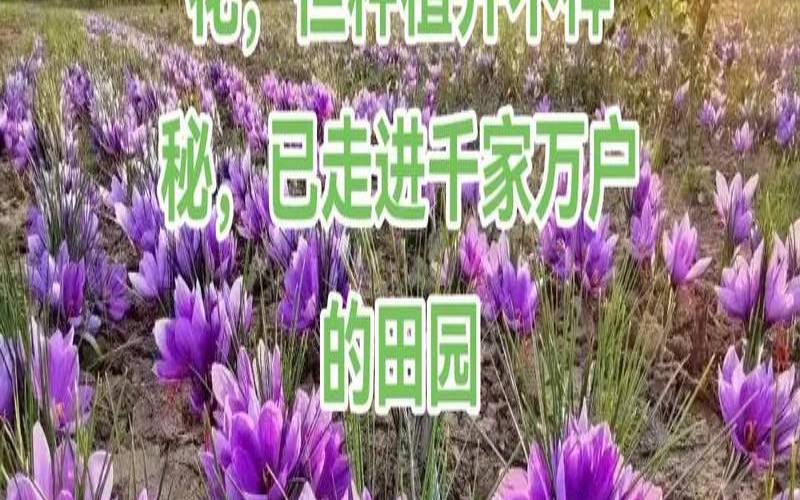 阿富汗有藏红花吗,阿富汗有植物吗 阿富汗有藏红花吗,阿富汗有植物吗