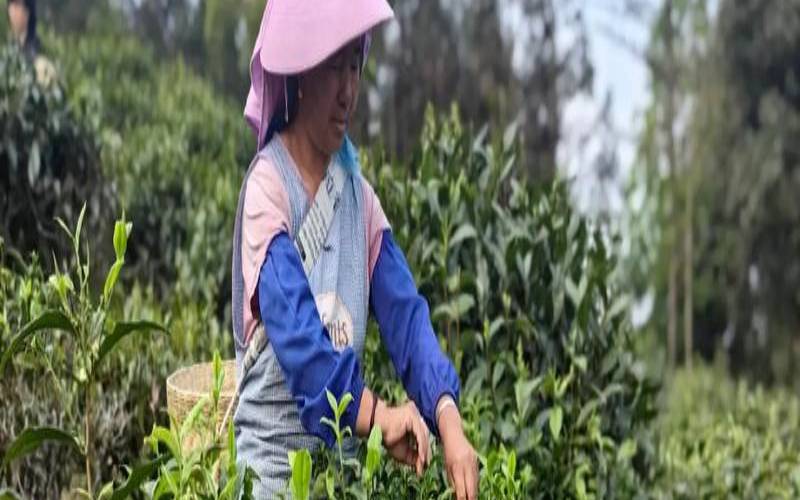 茶叶采摘前的样子,茶叶采摘手法视频 茶叶采摘前的样子,茶叶采摘手法视频