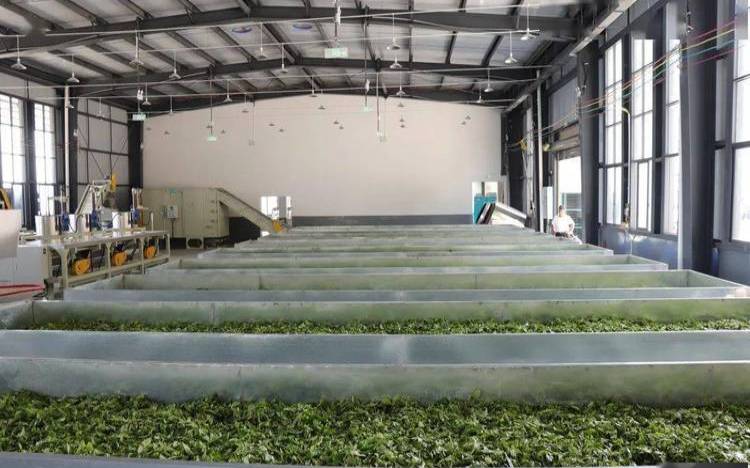 昆明茶叶加工厂哪家好,小型茶叶加工厂投资多少钱