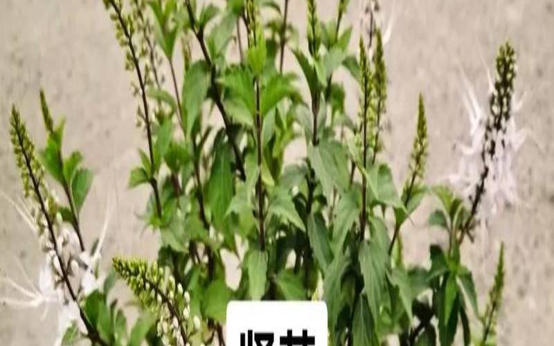 猫须草的功效与作用图片,10大抗肿瘤中草药 猫须草的功效与作用图片,10大抗肿瘤中草药