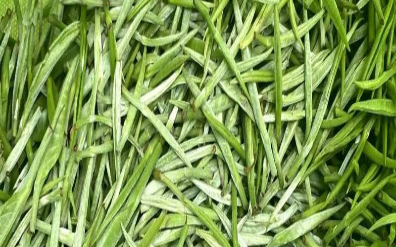 带梗的茶叶好吗，带梗的茶叶叫什么名字