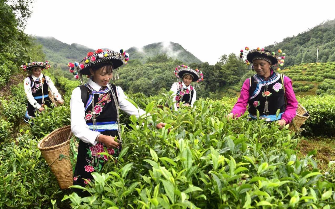 云南的茶叶的产地特点,云南产茶叶的地方在哪