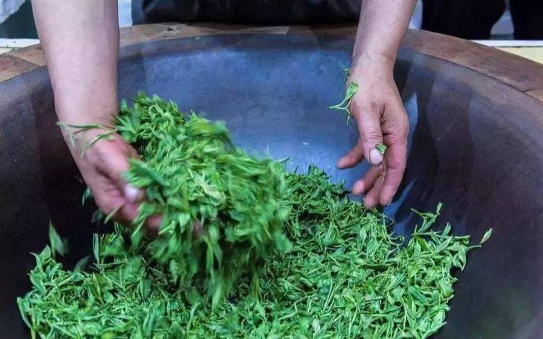 茶叶摘下来可以放多久,茶叶制作全过程 茶叶摘下来可以放多久,茶叶制作全过程