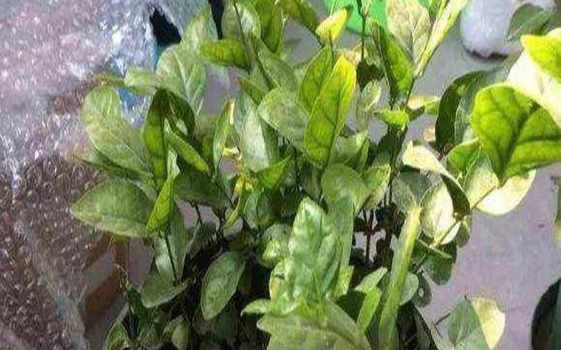 剩的茶叶水浇花好吗,剩茶水浇花正确方法 剩的茶叶水浇花好吗,剩茶水浇花正确方法