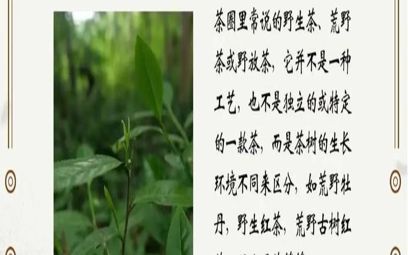 野生茶是什么样的,野生茶的作用与用途 野生茶是什么样的,野生茶的作用与用途
