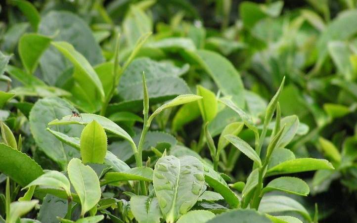 水镜茗芽神州茶网,水镜茗芽价格 水镜茗芽神州茶网,水镜茗芽价格