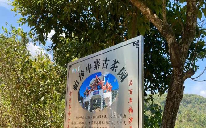 帕沙普洱茶特点产地,南糯山普洱茶特点 帕沙普洱茶特点产地,南糯山普洱茶特点