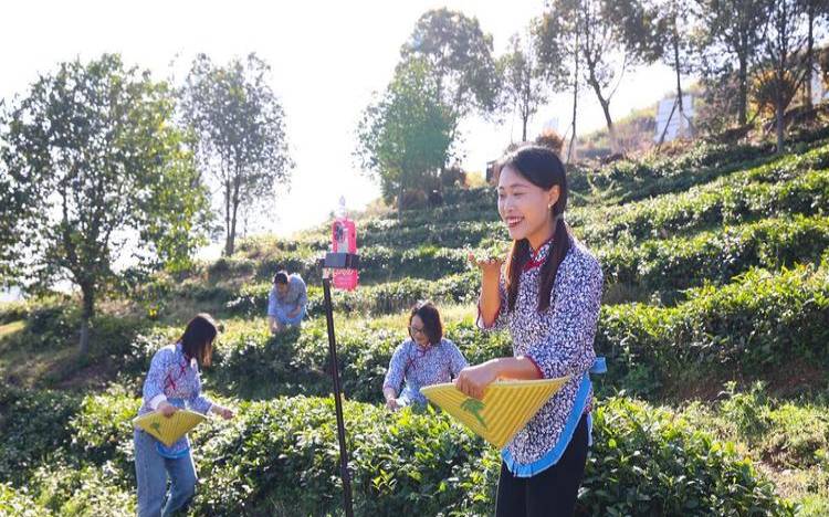 茶叶采摘手法视频,采茶叶的手法和技巧 茶叶采摘手法视频,采茶叶的手法和技巧