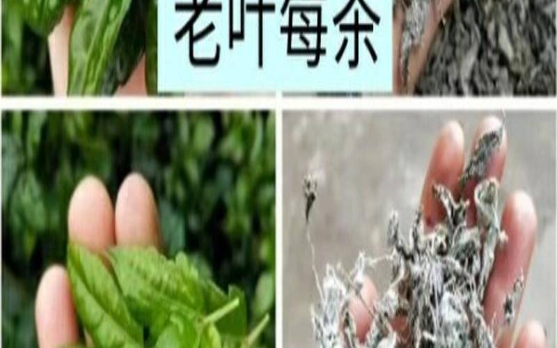 莓茶好坏怎么区分,莓茶如何区分好坏 莓茶好坏怎么区分,莓茶如何区分好坏