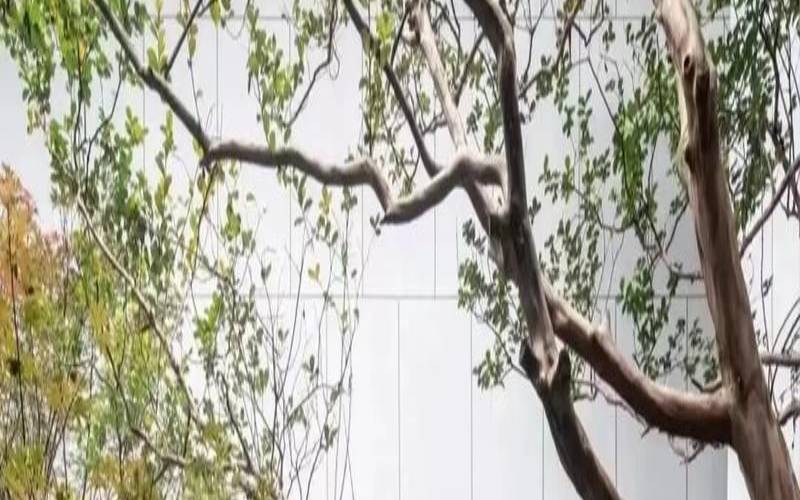 一间茶室一句话,院子茶室设计效果图