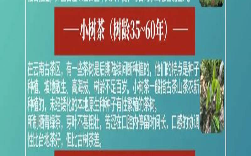 古树茶怎么定义,什么是古树茶