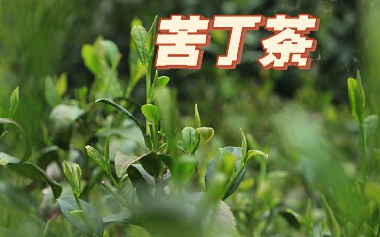 海南茶叶苦丁茶,海南苦丁茶多少钱一斤 海南茶叶苦丁茶,海南苦丁茶多少钱一斤
