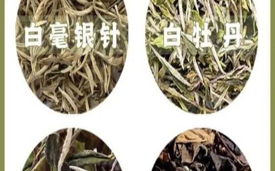 白茶贡眉寿眉白牡丹的区别,白茶牡丹和寿眉哪个好 白茶贡眉寿眉白牡丹的区别,白茶牡丹和寿眉哪个好