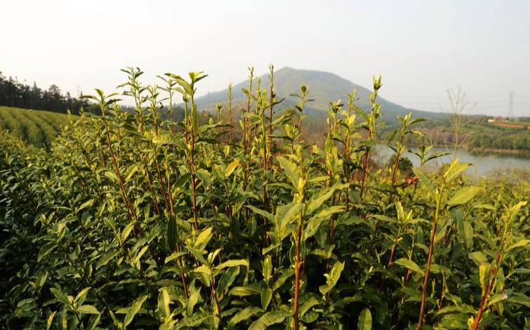 花茶属于茶树那里,花茶属于哪个茶系 花茶属于茶树那里,花茶属于哪个茶系