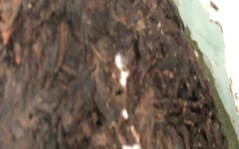 普洱有虫子还能喝吗,普洱茶里有小白点虫子