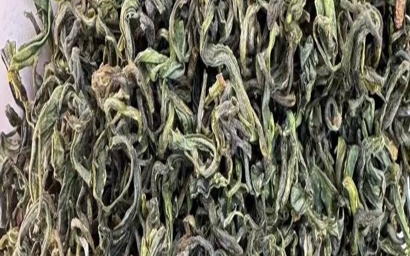 崂山绿茶有多少年的历史,崂山耐冬什么品种最好 崂山绿茶有多少年的历史,崂山耐冬什么品种最好