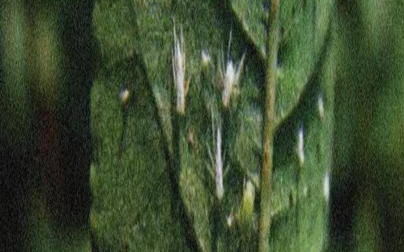 茶树主要病虫害防治,茶花病虫害识别与防治图片 茶树主要病虫害防治,茶花病虫害识别与防治图片