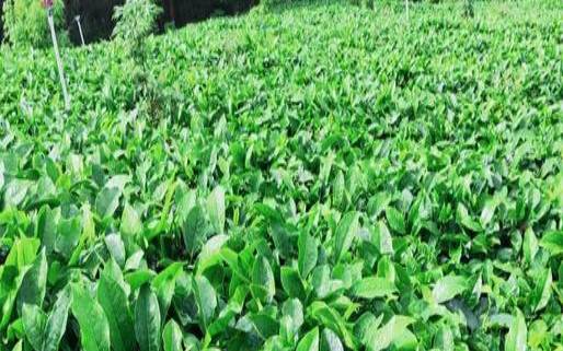 如何鉴定茶叶中有无农药,茶叶要打农药吗还能喝吗 如何鉴定茶叶中有无农药,茶叶要打农药吗还能喝吗