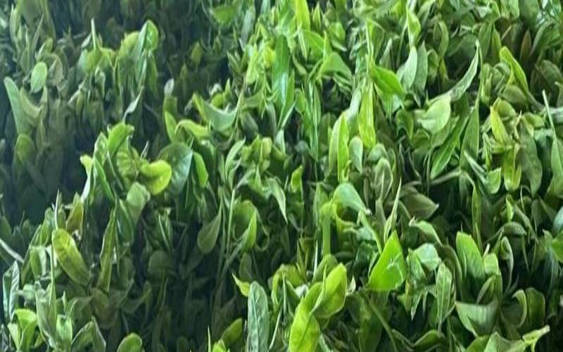 南方潮湿天气普洱茶的保存,普洱茶可以晒吗