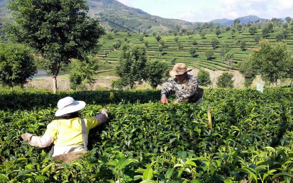 普洱市思茅区陈韵普洱茶厂,思茅古道茶厂