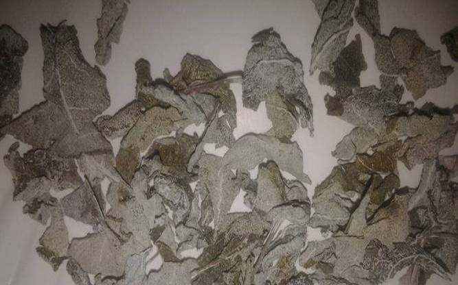 武当山的茶叶白色的,武龙袍茶叶价格 武当山的茶叶白色的,武龙袍茶叶价格