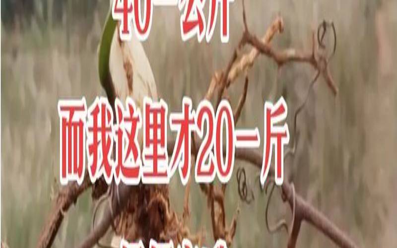 白茯苓的价格多少一斤,茯苓现在的价格多少钱一斤 白茯苓的价格多少一斤,茯苓现在的价格多少钱一斤