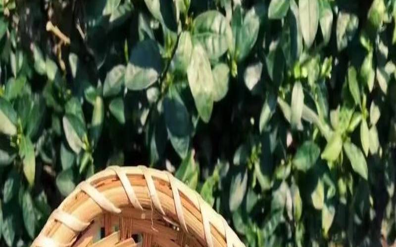 泾县火青茶叶功效,草青茶属于什么茶