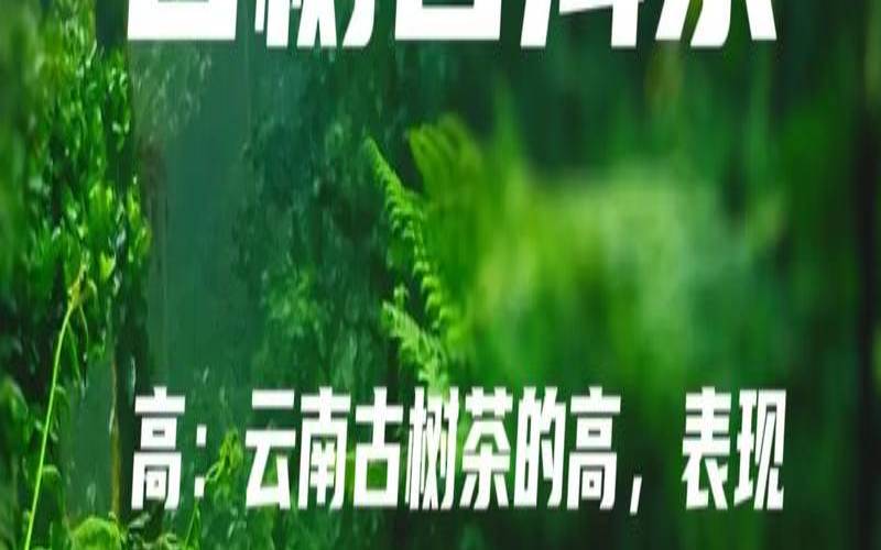 古树普洱茶熟茶功效与作用,普洱茶有有效期吗
