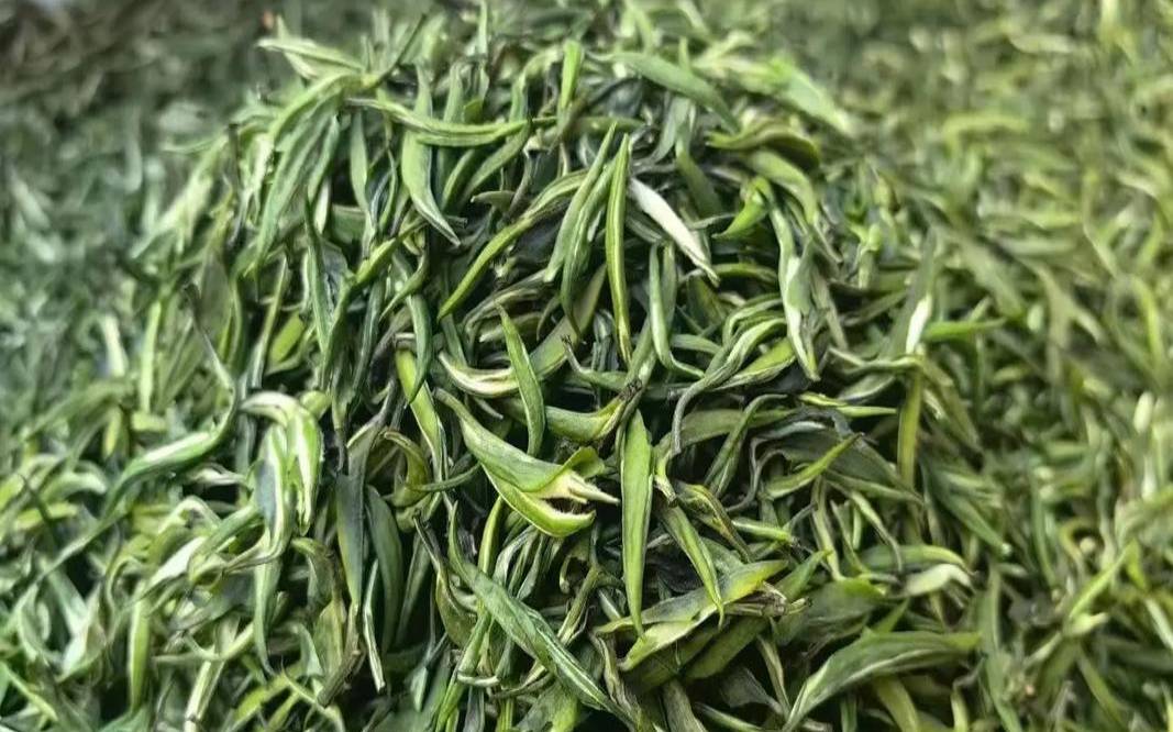 云南卫视茶叶新冠肺炎,云南普洱茶叶