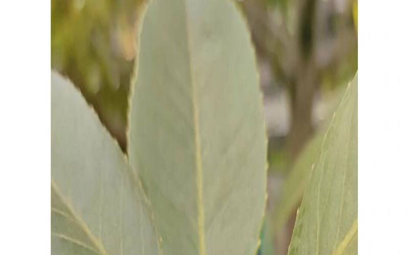 茶叶会开花结果吗,茶树是先开花还是先结果 茶叶会开花结果吗,茶树是先开花还是先结果