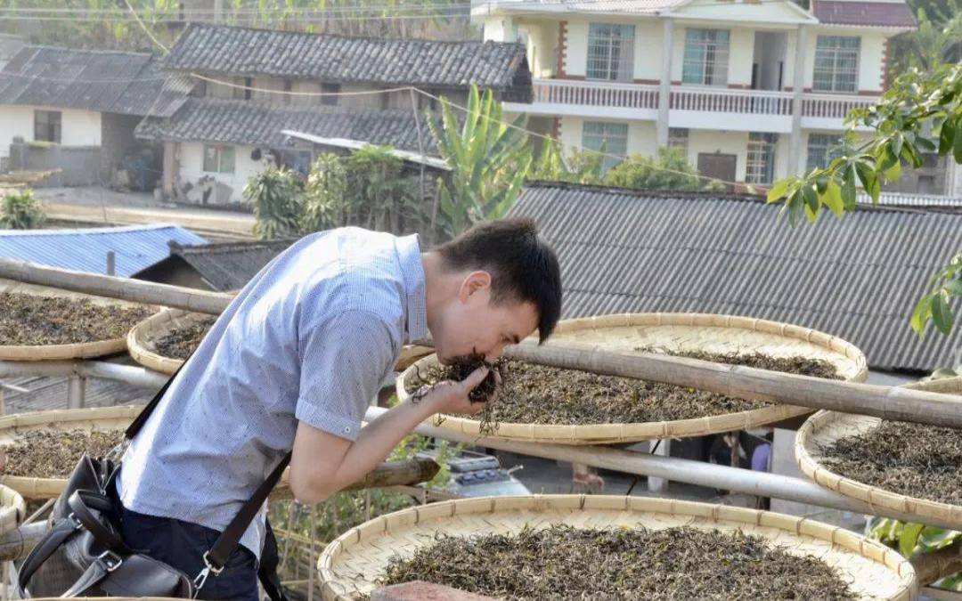 普洱茶行业现状,普洱茶现状与未来 普洱茶行业现状,普洱茶现状与未来