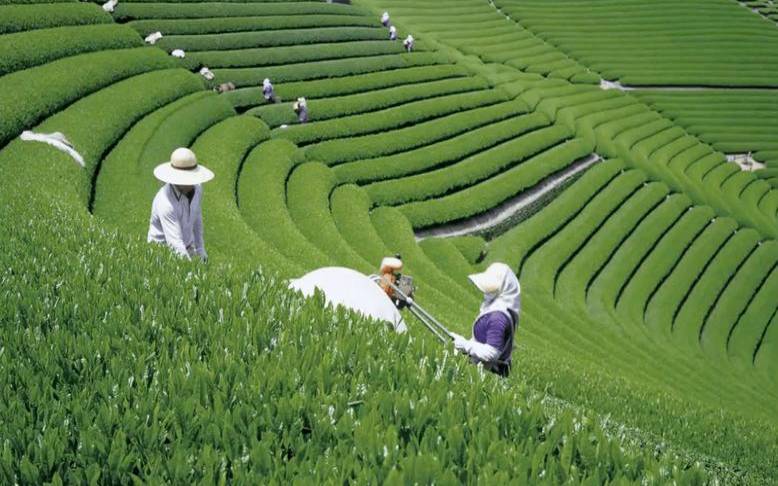 “静冈茶”的产地及相关介绍,日本最不容易地震的地方 “静冈茶”的产地及相关介绍,日本最不容易地震的地方