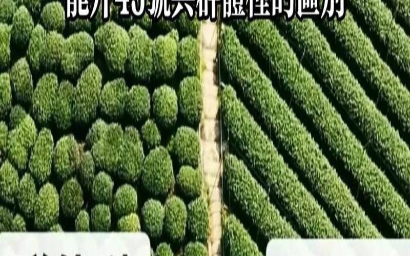 龙井43和群体种的区别,龙井43属于什么等级 龙井43和群体种的区别,龙井43属于什么等级