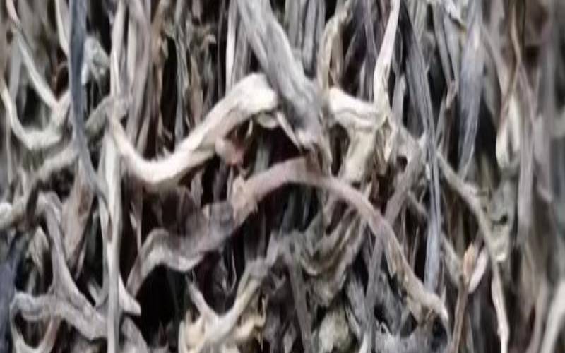 南糯山乔木古树普洱茶价格,南糯山古树普洱茶生茶价格 南糯山乔木古树普洱茶价格,南糯山古树普洱茶生茶价格