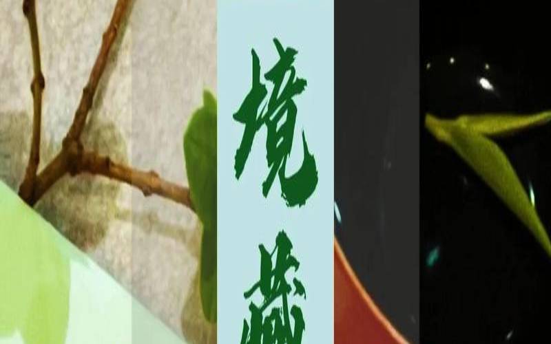商南泉茗茶报价,秦岭泉茗绿茶礼盒价格