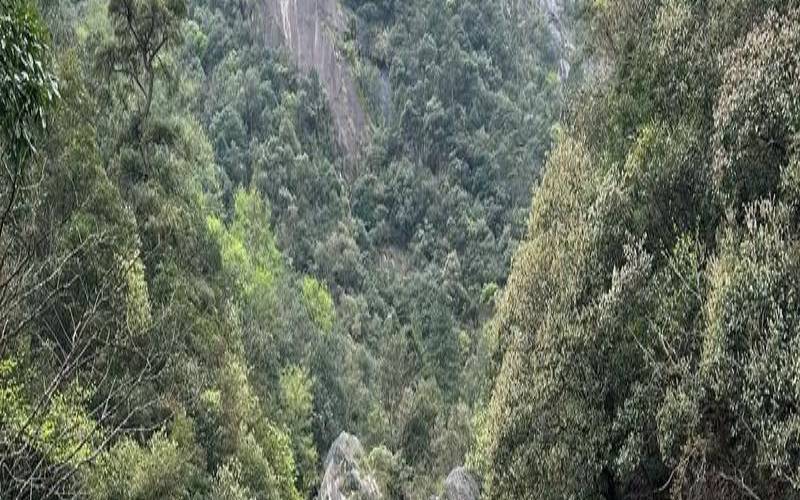 庐山特产茶叶,黄山翡翠谷值得去吗 庐山特产茶叶,黄山翡翠谷值得去吗