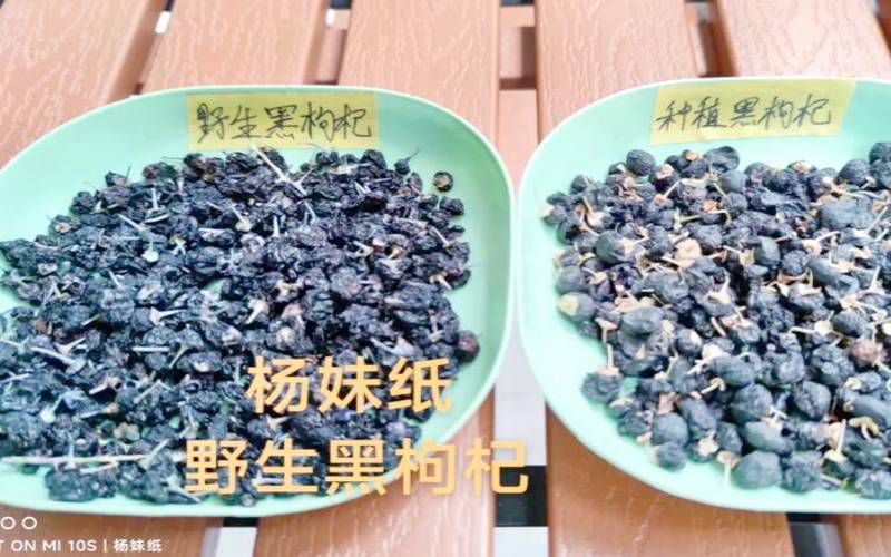 野生黑枸杞好还是种植的好,普通枸杞和黑枸杞的区别 野生黑枸杞好还是种植的好,普通枸杞和黑枸杞的区别